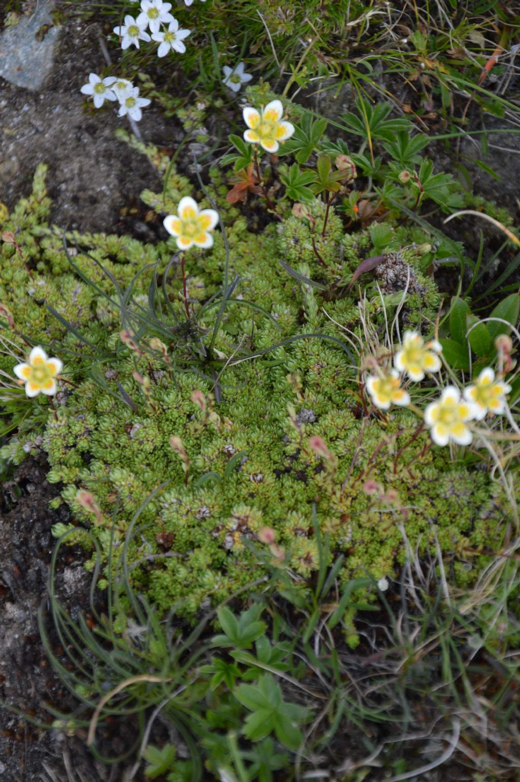 Sassifraga? S, Saxifraga bryoides